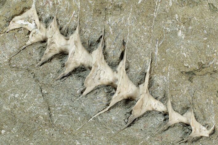 Archimedes Screw Bryozoan Fossil - Illinois #240554